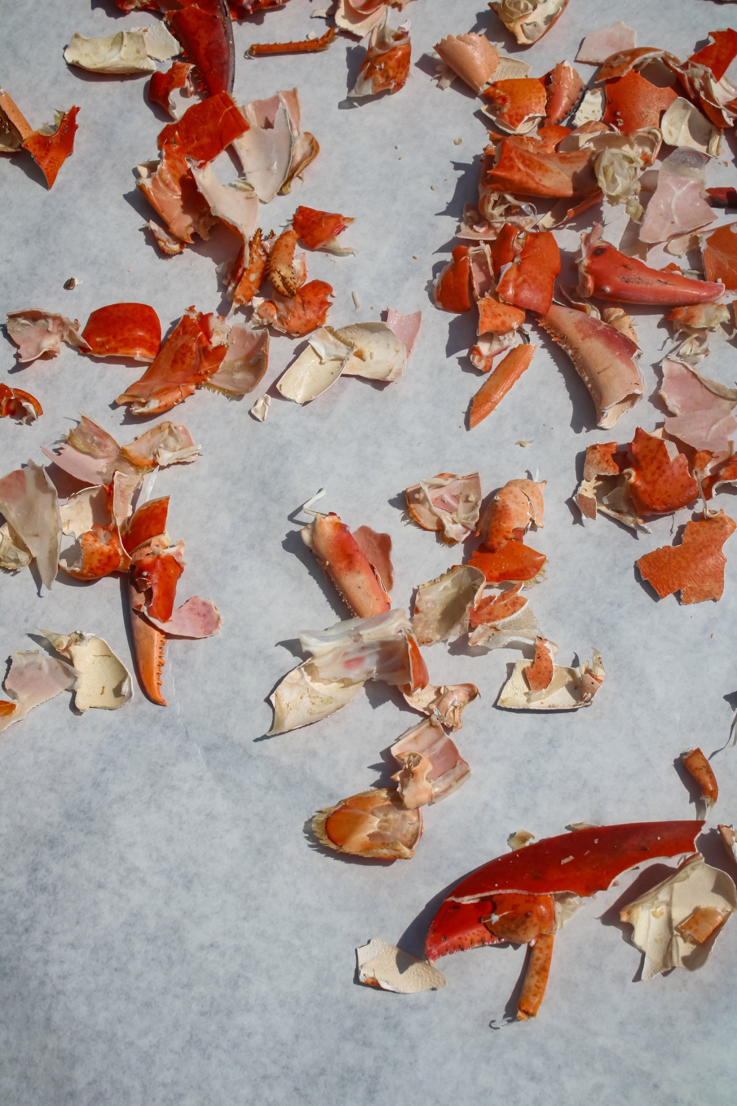 4_carapace-de-homard-projet-par-manufactura-biomatters-residence-au-haystack-moutain-school-of-craft-2024-photo-by-dinorah-schul.jpg
